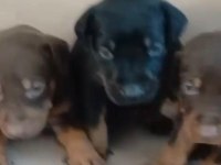 Doberman Yavrular Irk Sağlık Garantili