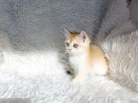 British shorthair golden ny12