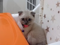 Scottish fold blue point
