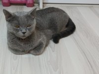 Tatlı kızımız dişi kedimiz