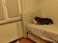 1 YAŞINDA DİŞİ DOBERMAN