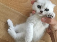 SEVİMLİ DİŞİ-ERKEK BRİTİSH SHORTHAİR YAVRULARIMIZ