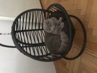 4,5 aylık scottish fold lilak dişi
