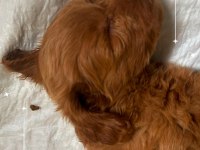 Safkan maltipoo uyguna verilecektir