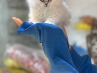 Şampiyon british longhair çocukları