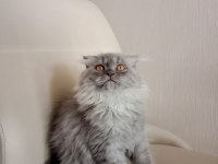 British longhair 4 aylık