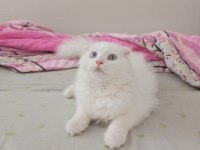 Uyguna Brittish Longhair Acil 6 Aylık Erkek
