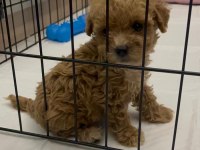 Orijinal teacup maltipoo köpeğimiz