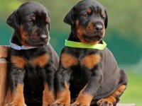 Siyah Ve Kızıl Doberman Asiller