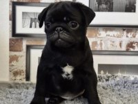 SİYAH PUG SAFKAN