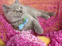 Ev Ortamından Kaliteli Erkek British Longhair Yavrular