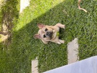 Orijinal ve Sağlıklı French Bulldog