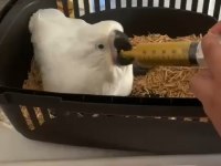 Bebek kakadu yeni yuvasını arıyor