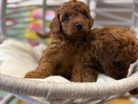 Dişi Kore Poodle