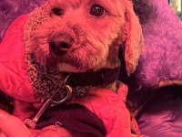 Poodle yaramaz leo yeni ailesini arıyor