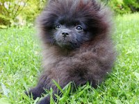 NADİR BULUNAN SİYAH POMERANİAN