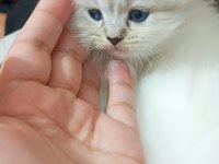 Acil Sahiplendirme 3 Aylık British Longhair