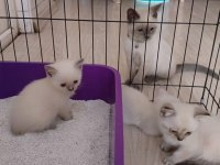 British shorthair Blue Point Yavrular