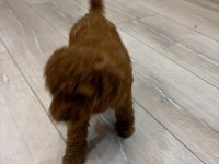EVİNİZİN NEŞESİ POODLE BEBEKLER