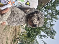 Güzeller güzeli toy poodle 2 yaşında