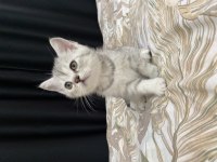 British shorthair yavrularıma yuva arıyorum
