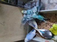 Üretimhaneden muhabbet kuşu yavruları