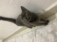 Uysal british shorthair kedimiz