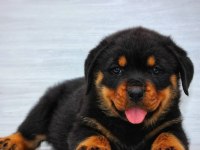ROTTWEİLER YAVRULARIMIZ