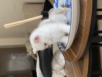 Harika chinchilla sevecen yavrularımız