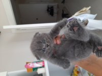 Scottish fold yavrularımız yeni yuvasını gitmeye hazır