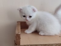 Alanya scottish fold ve straight beyaz gri erkek yavrular