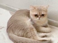 British shorthair cy 11