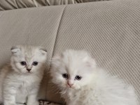 British longhair scottish straight
