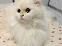 Golden point british longhair