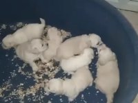 Terrier yavrular yeni yuvalarına gitmeye hazır