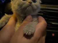 Güzeller Güzeli Scottish Fold Mia
