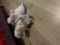 Pamuk pekinez köpekler