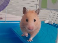 Dişi suriye hamsterı kafesiyle birlikte