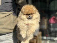 Petmode köpek çiftliğinden teddy face surat pomeranian