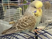 Show jumbo rainbow japones cinsi evcil muhabbet kuşlar