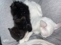 Kırma British Shorthair