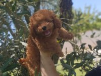Toy Poodle Yavrularımız