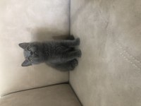 British shorthair erkek yavrumuz