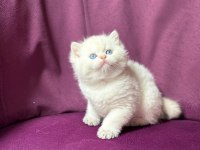 Ns11 dişi british longhair