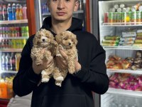 Aile ortamına alışık tuvalet eğitimli dişi maltipoo bebeğim