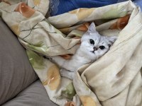 BRİTİSH SHORTHAİR PRENSES KEDİMİZ