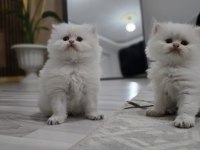Kedilerimiz Yeni Yuvasını Arıyor