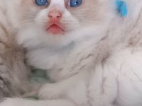 Safkan Ragdoll Bebek Kediler