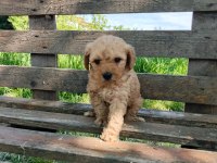 A kalite maltipoo yavruları
