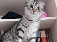 Geçici yuva arıyorum kedimize